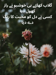 Rose Poetry in Urdu